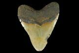 Fossil Megalodon Tooth - North Carolina #124339-2